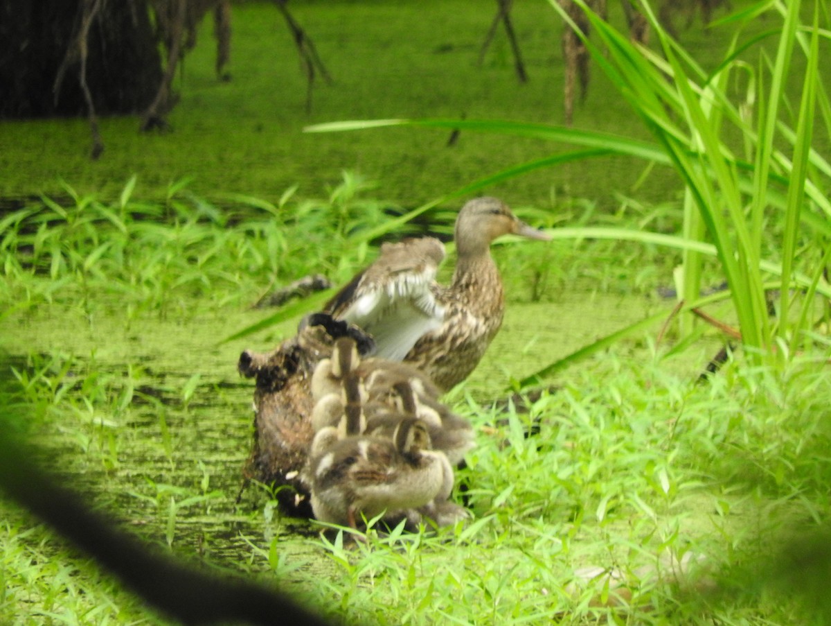 Stockente - ML638736396