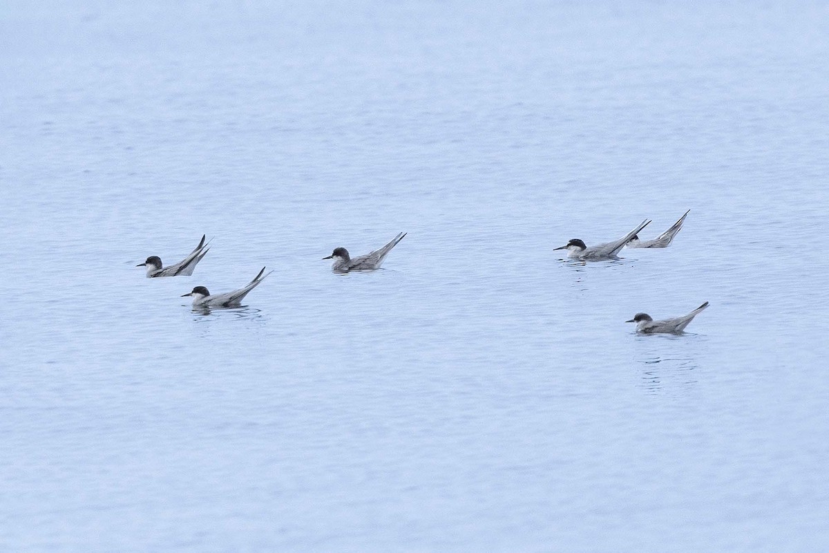 Peruvian Tern - ML638736401
