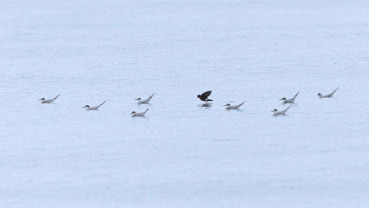 Peruvian Tern - ML638736402
