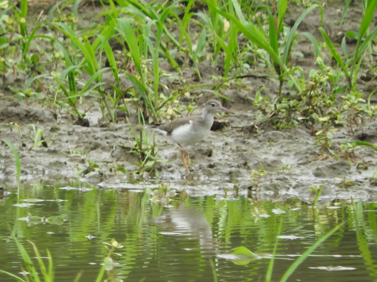 flekksnipe - ML638736425