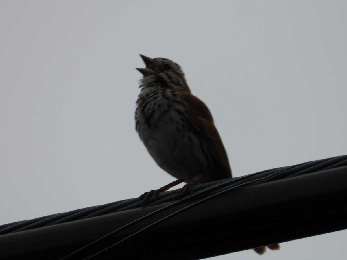 Song Sparrow - ML638736434