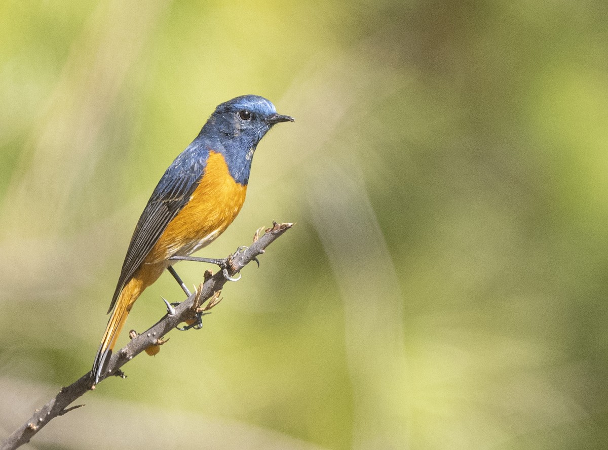 Blue-fronted Redstart - ML638736447