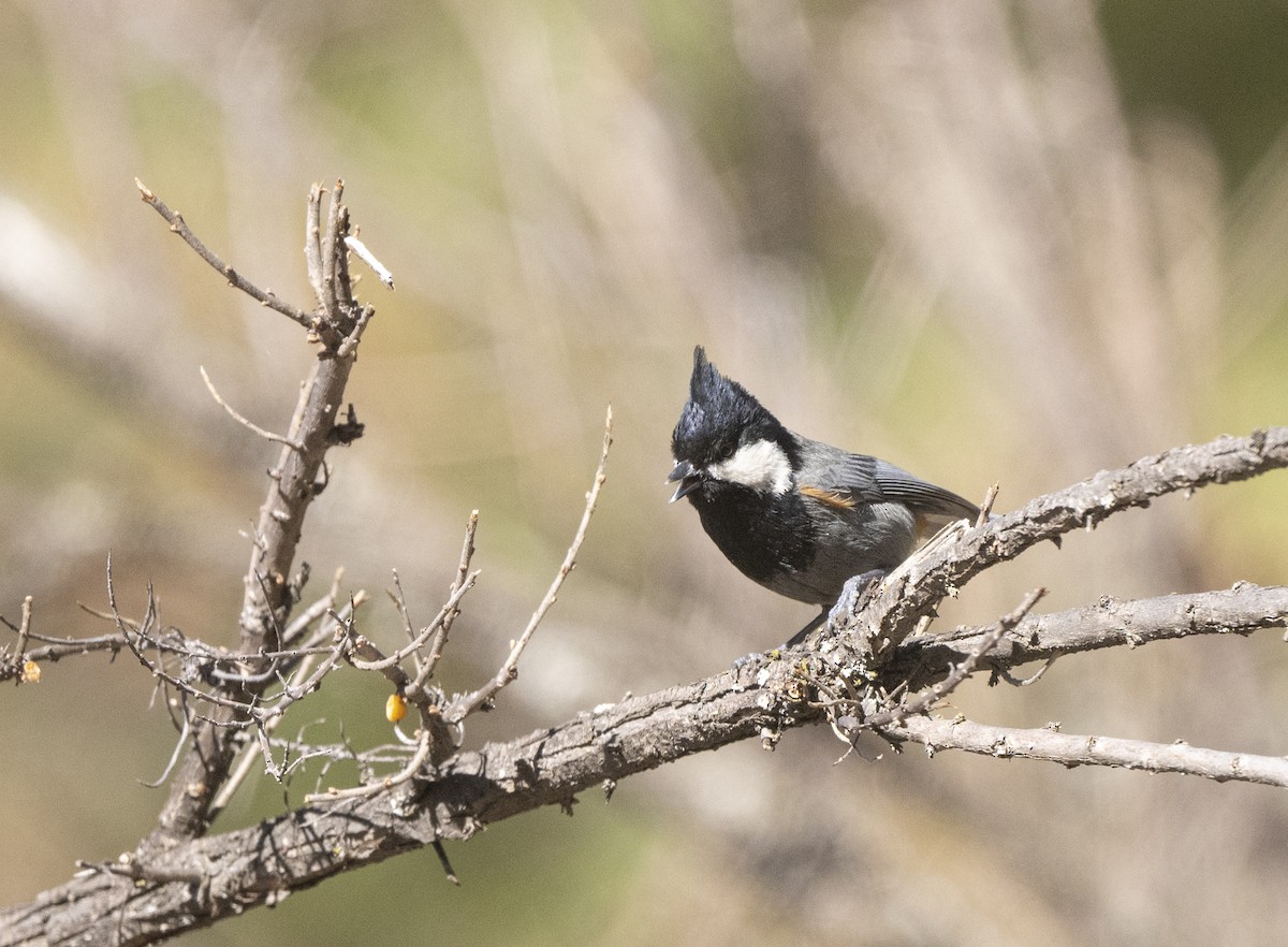 Rufous-naped Tit - ML638736459