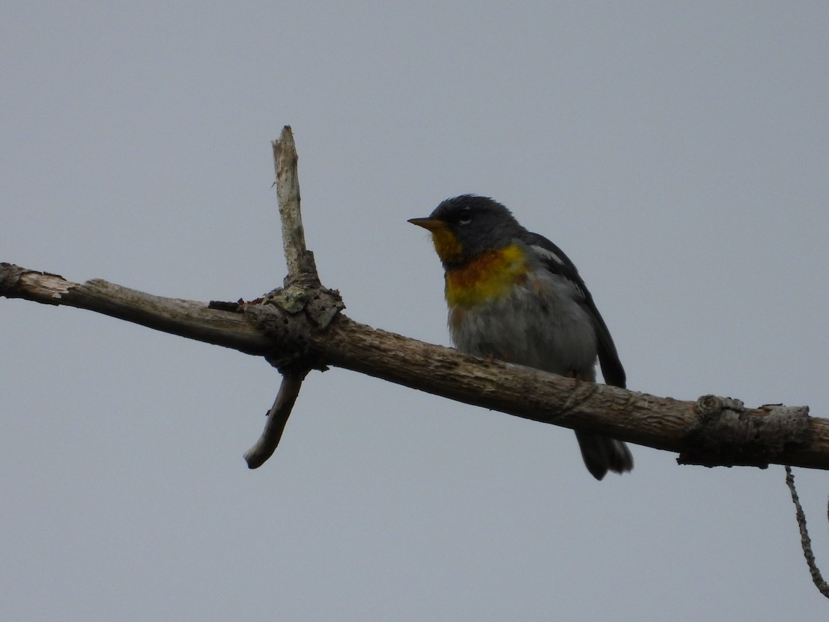 Northern Parula - ML638736468