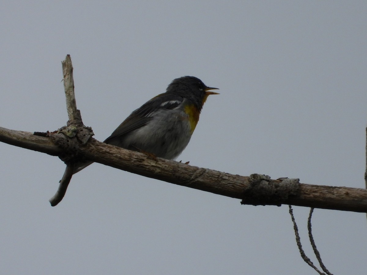 Northern Parula - ML638736469