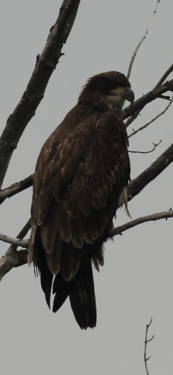 Bald Eagle - ML638736493
