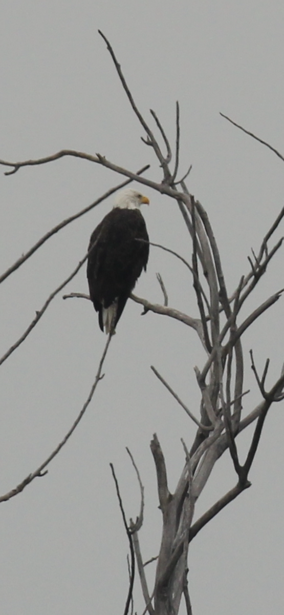 Bald Eagle - ML638736494