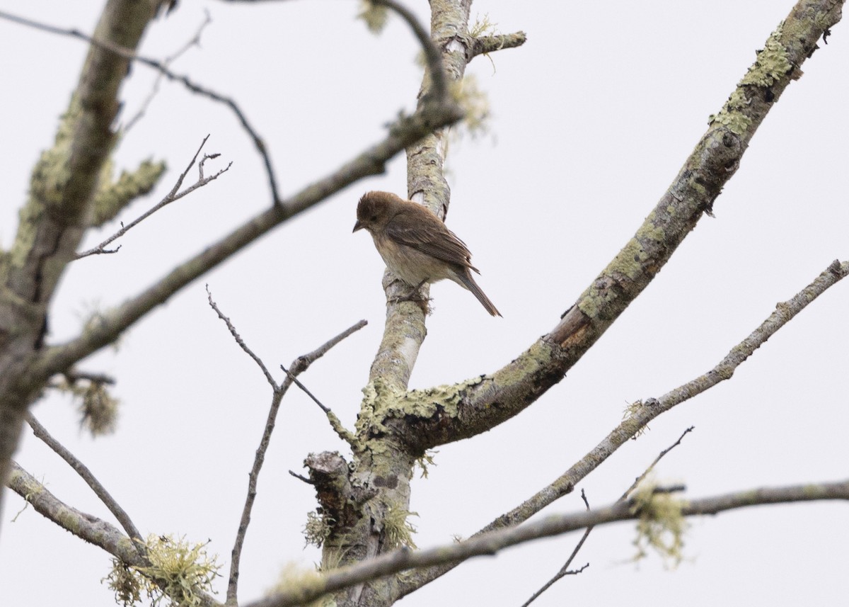Indigo Bunting - ML638736497
