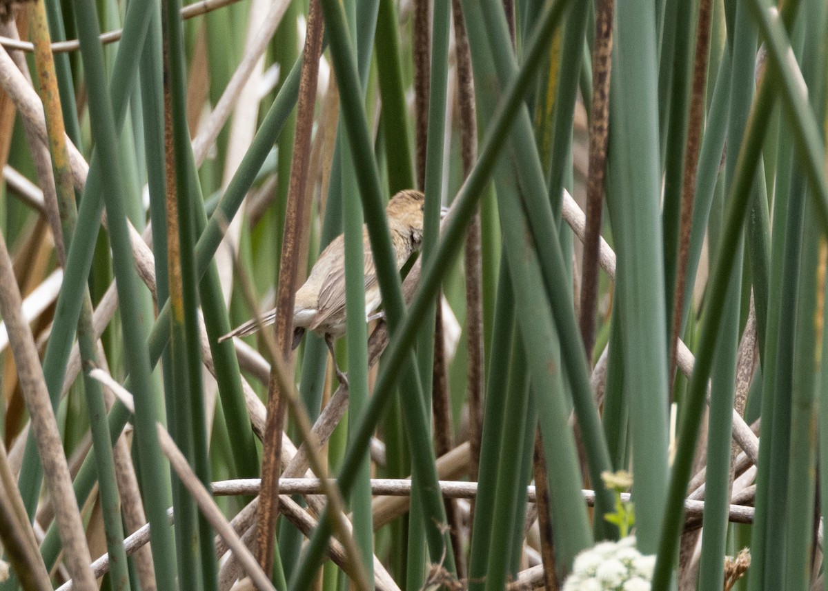 Indigo Bunting - ML638736499