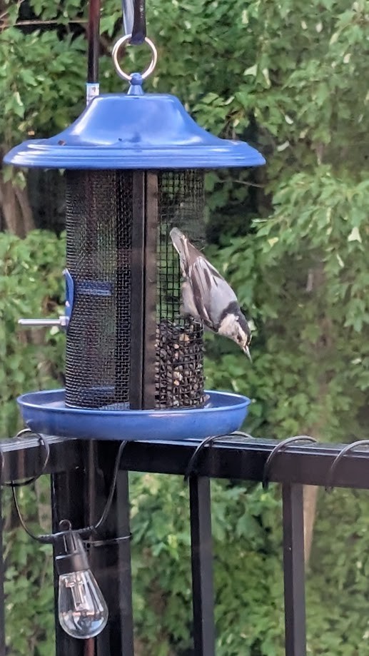 White-breasted Nuthatch - ML638736504
