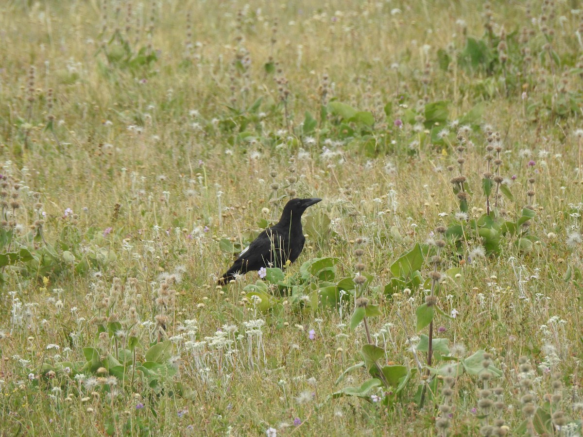 Carrion Crow - ML638736505