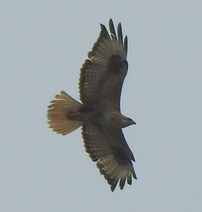 Long-legged Buzzard - ML638736510