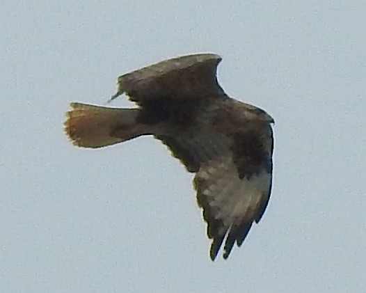 Long-legged Buzzard - ML638736511