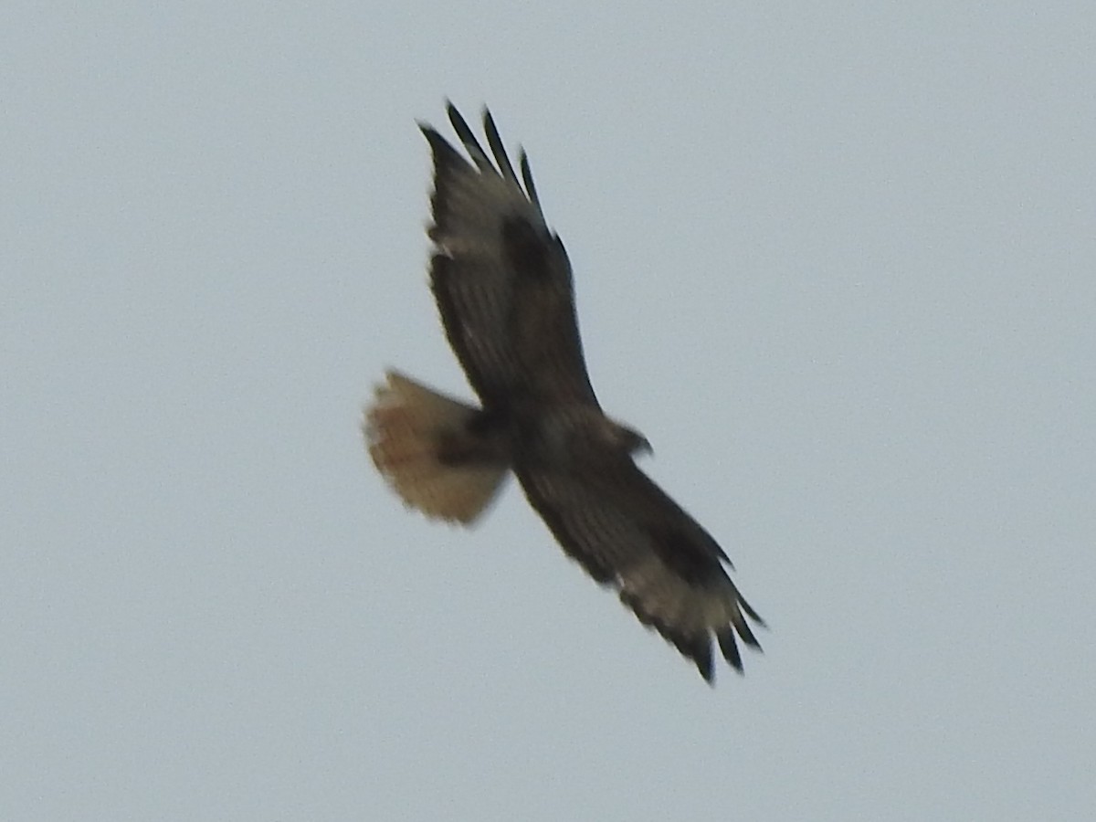 Long-legged Buzzard - ML638736512