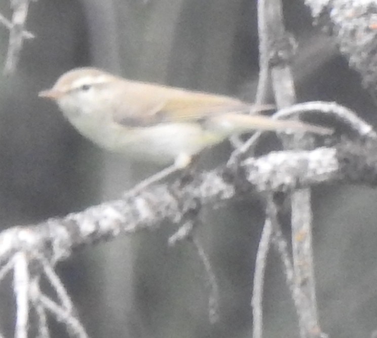 Greenish Warbler - ML638736522