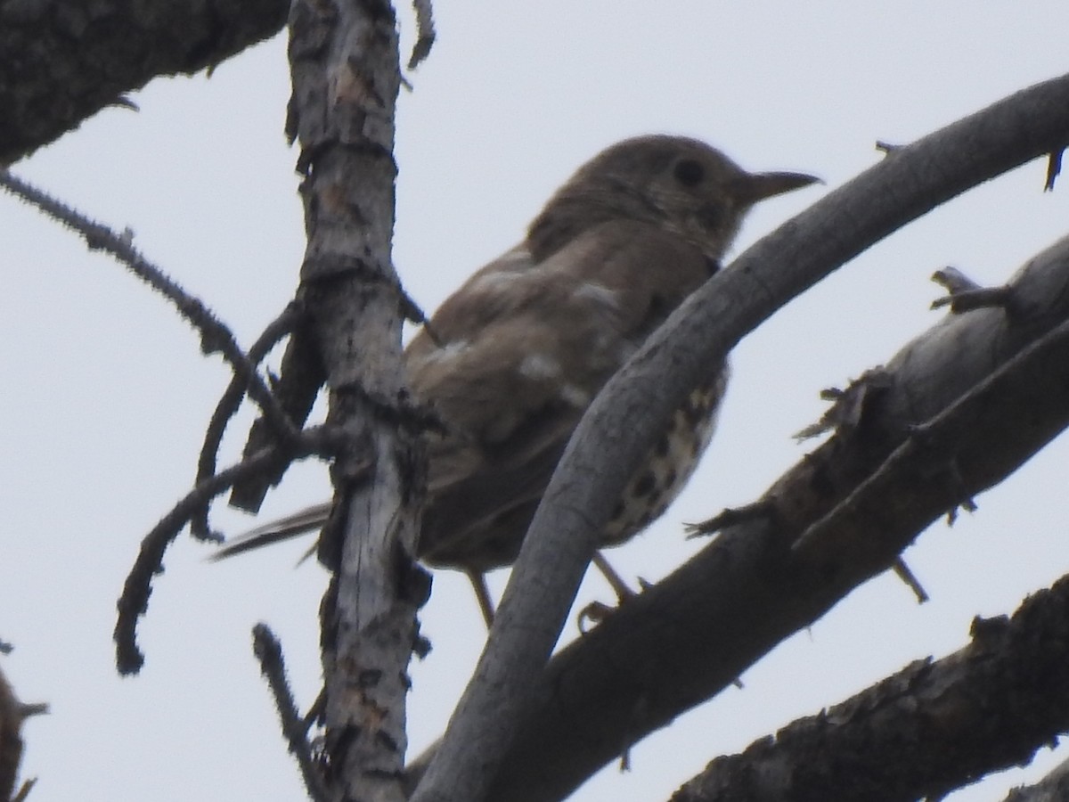 Mistle Thrush - ML638736525