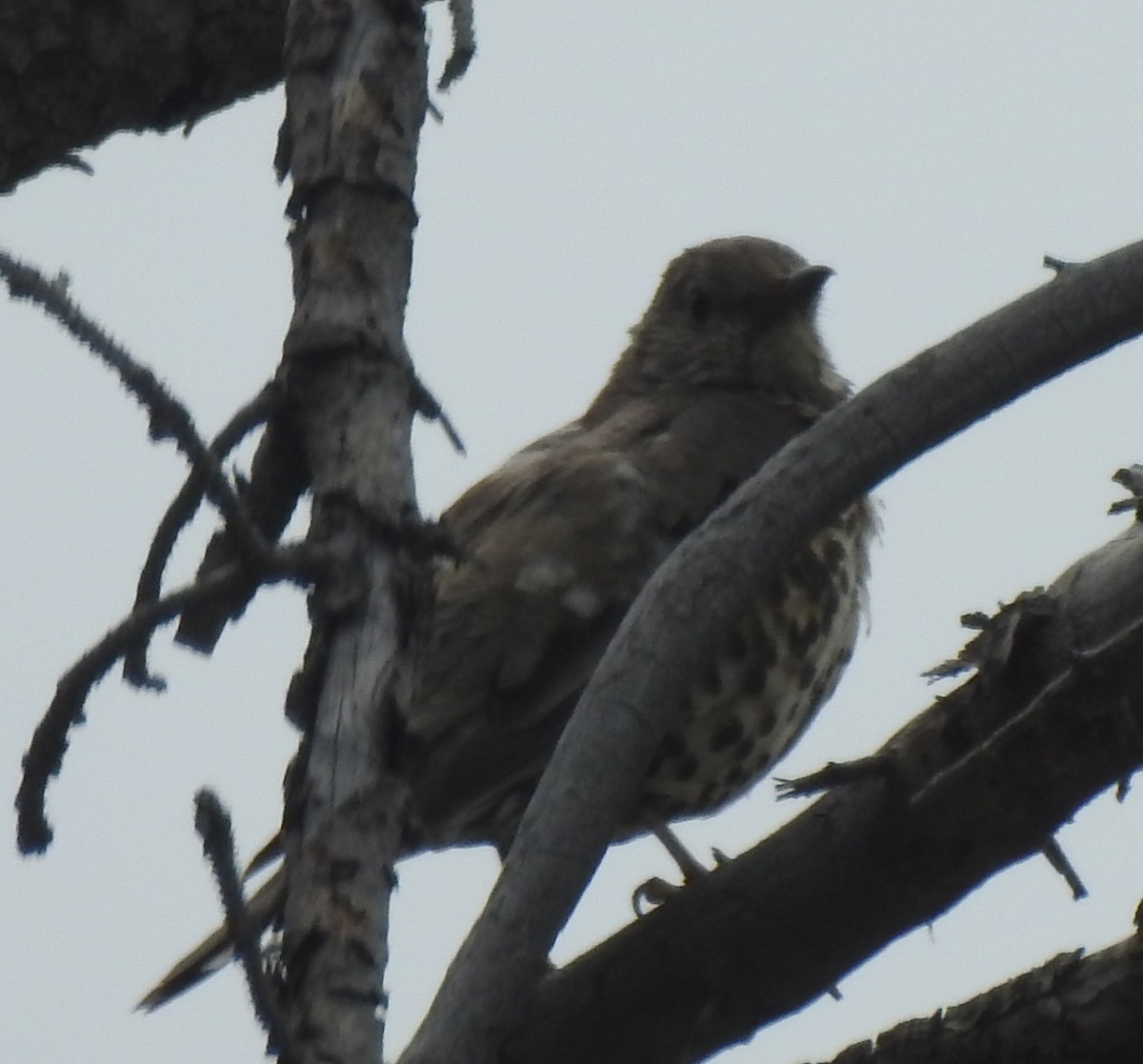 Mistle Thrush - ML638736526