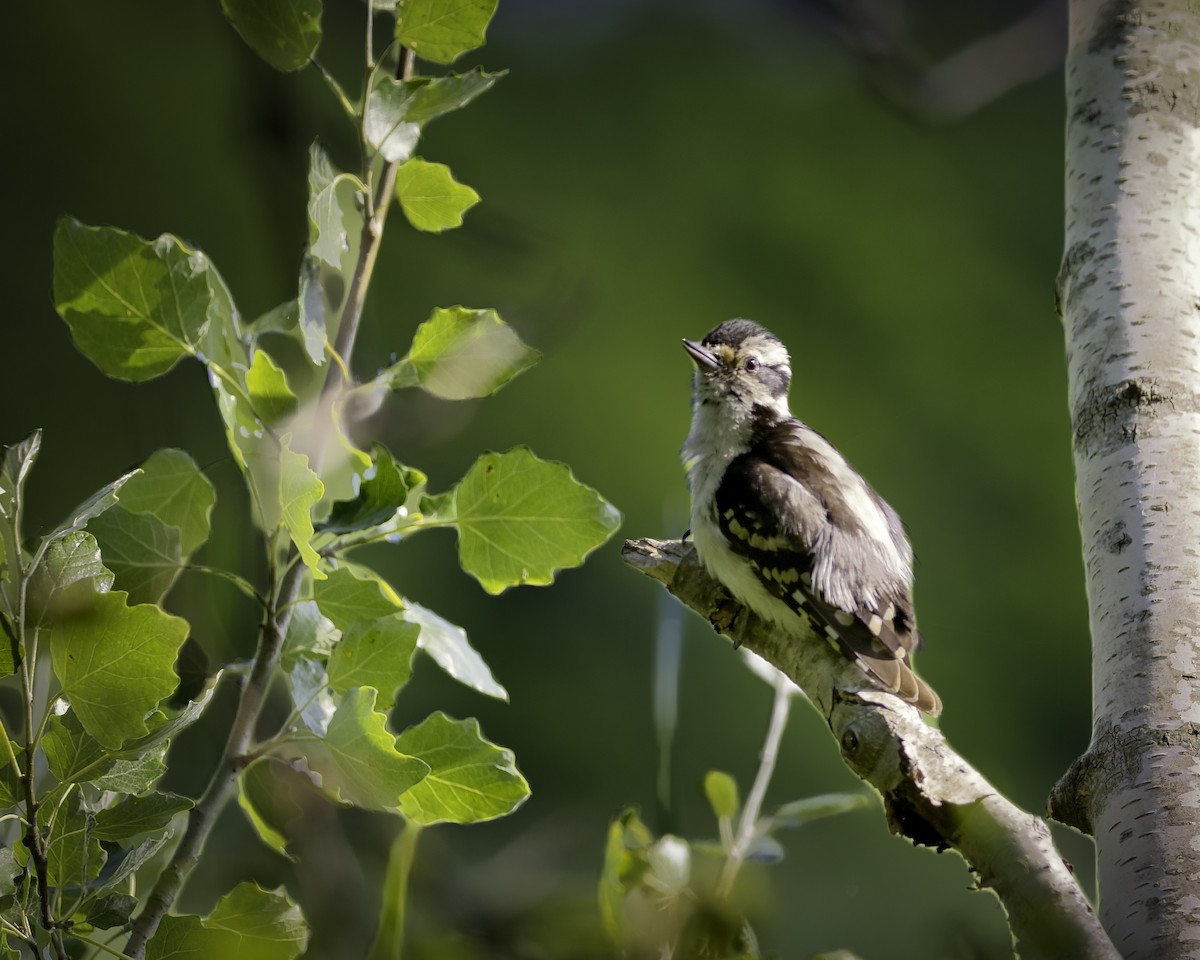 Downy Woodpecker - ML638736534