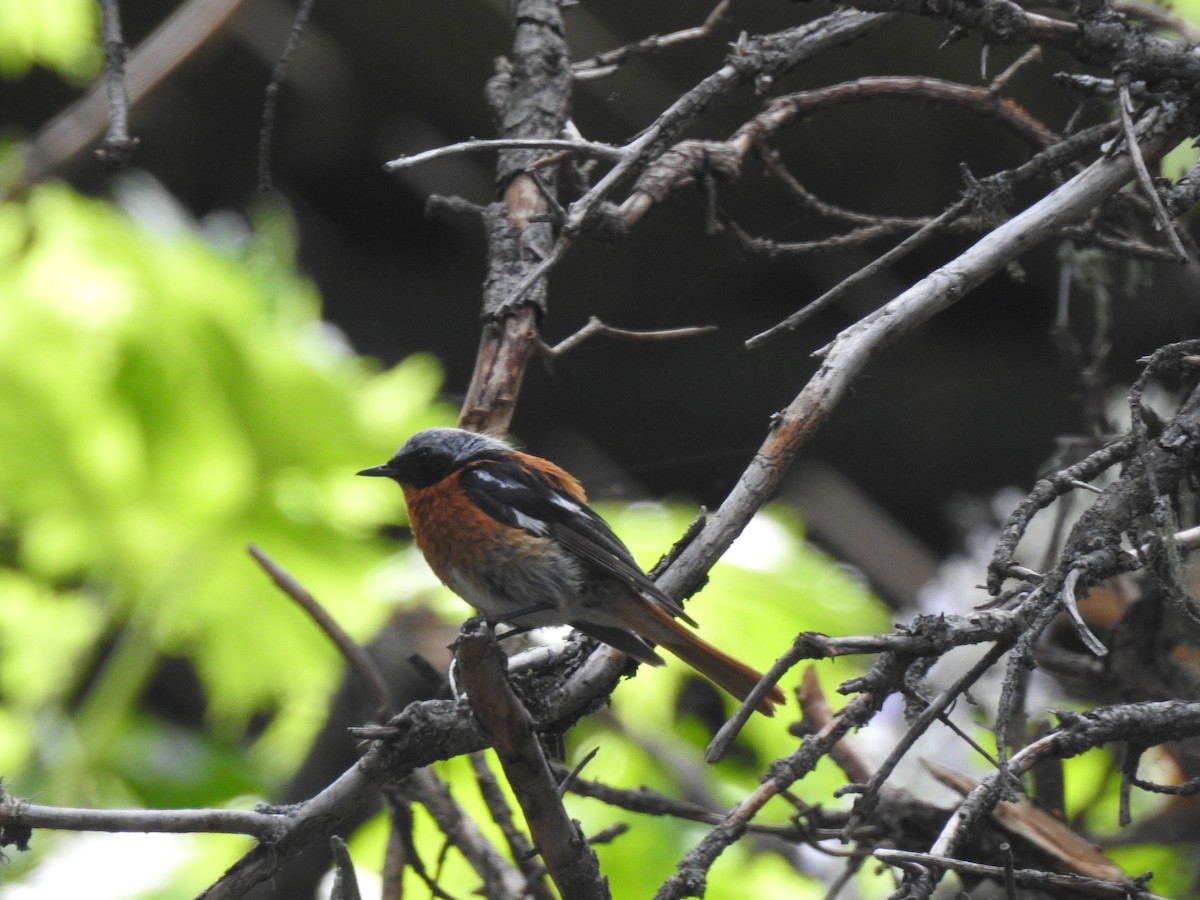 Rufous-backed Redstart - ML638736539