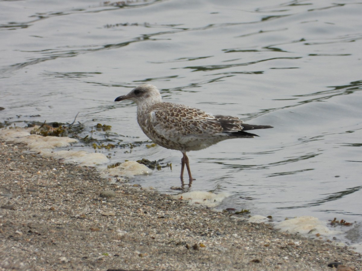 Ring-billed Gull - ML638736549