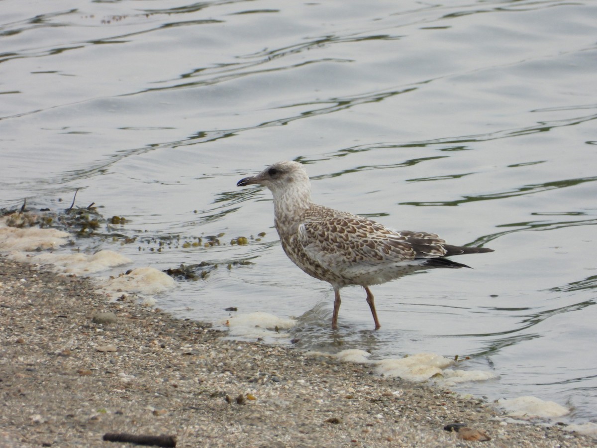 Ring-billed Gull - ML638736550