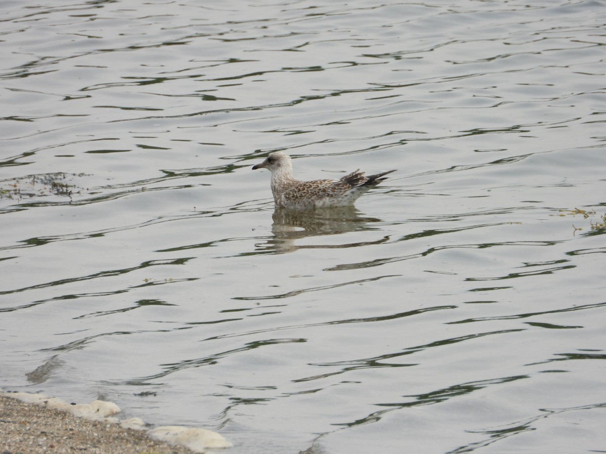 Ring-billed Gull - ML638736551