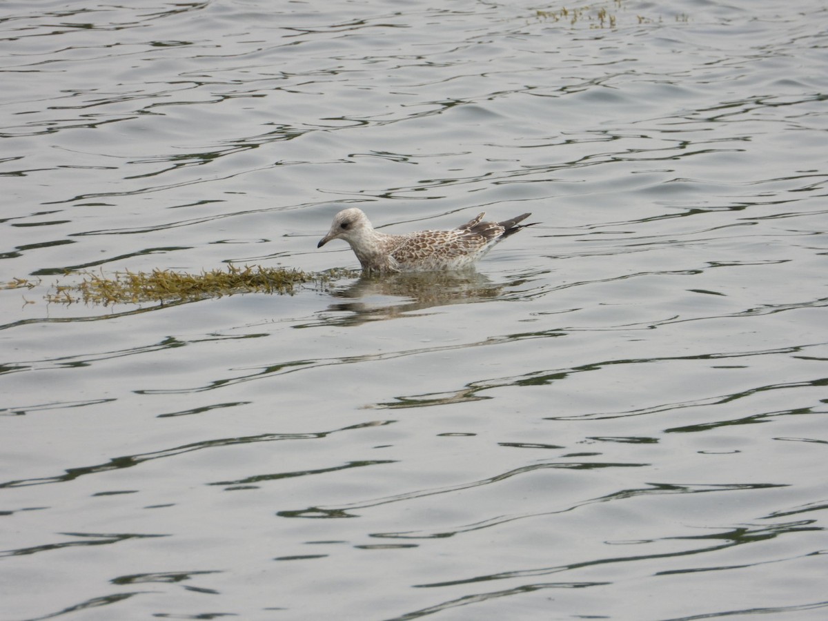 Ring-billed Gull - ML638736552
