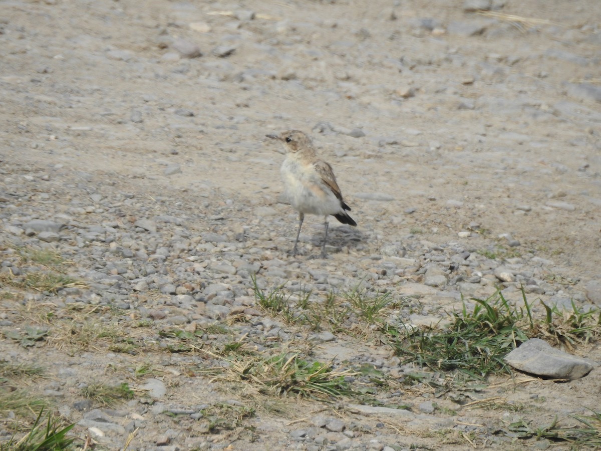 Isabelline Wheatear - ML638736562
