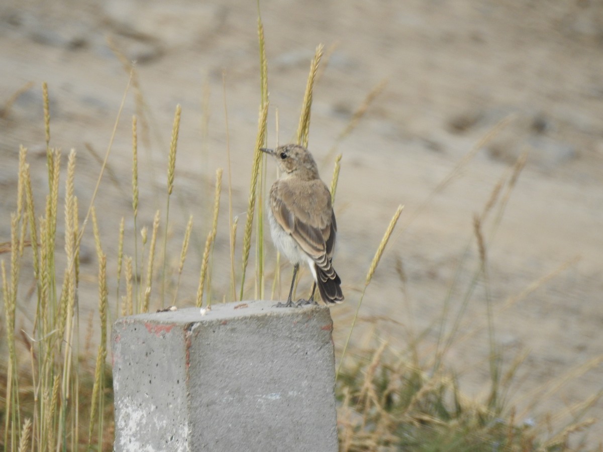 Isabelline Wheatear - ML638736563