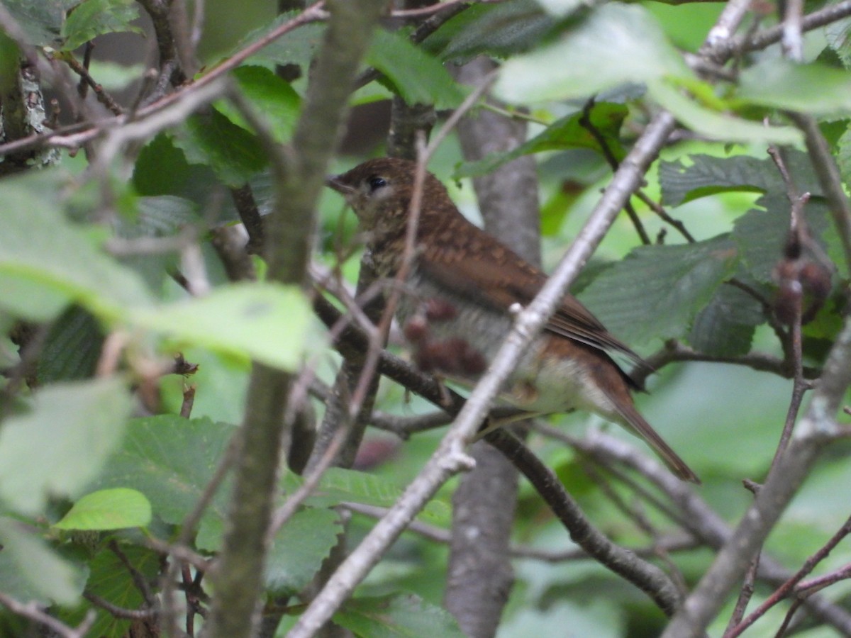 Catharus sp. - ML638736568