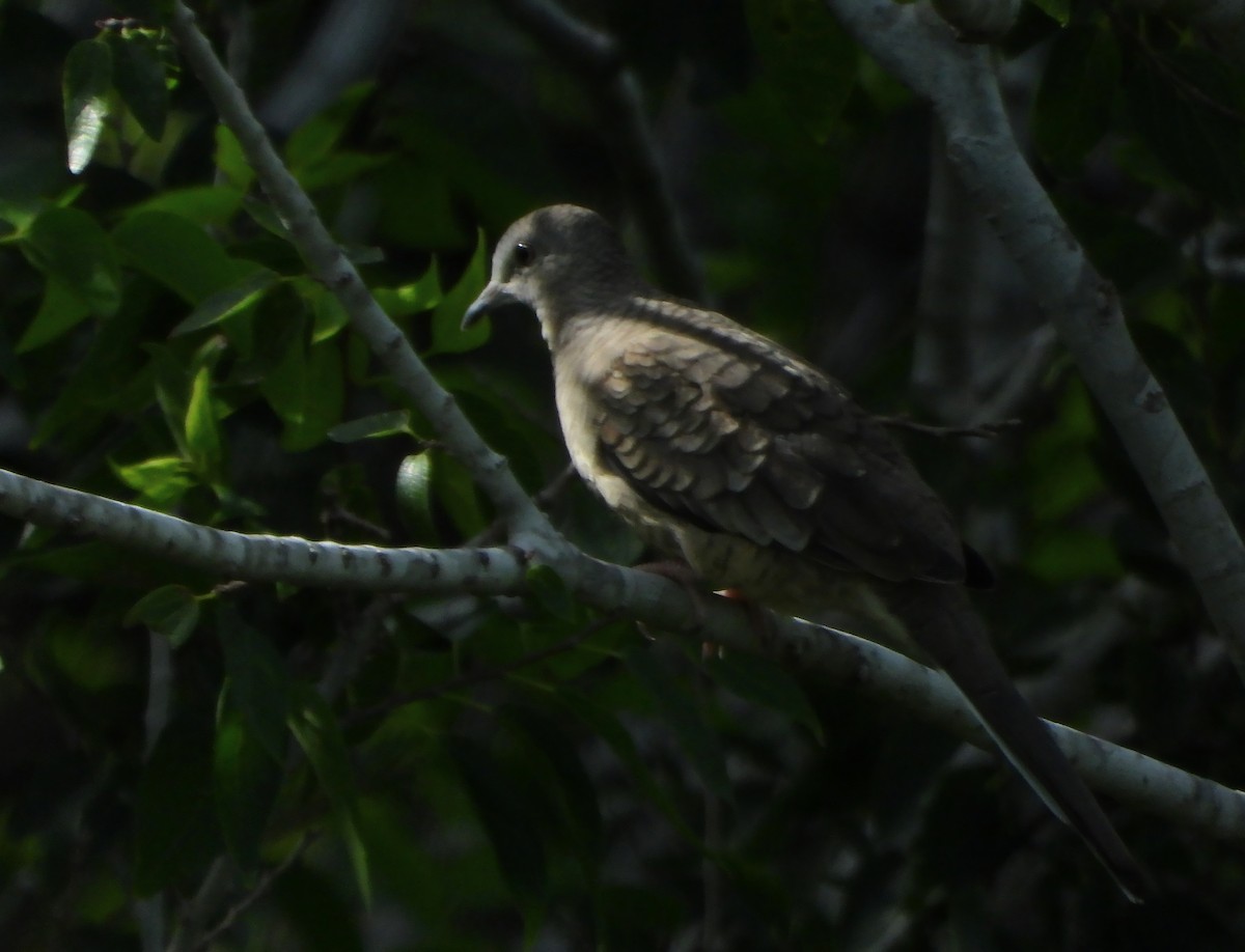 Inca Dove - ML638736594