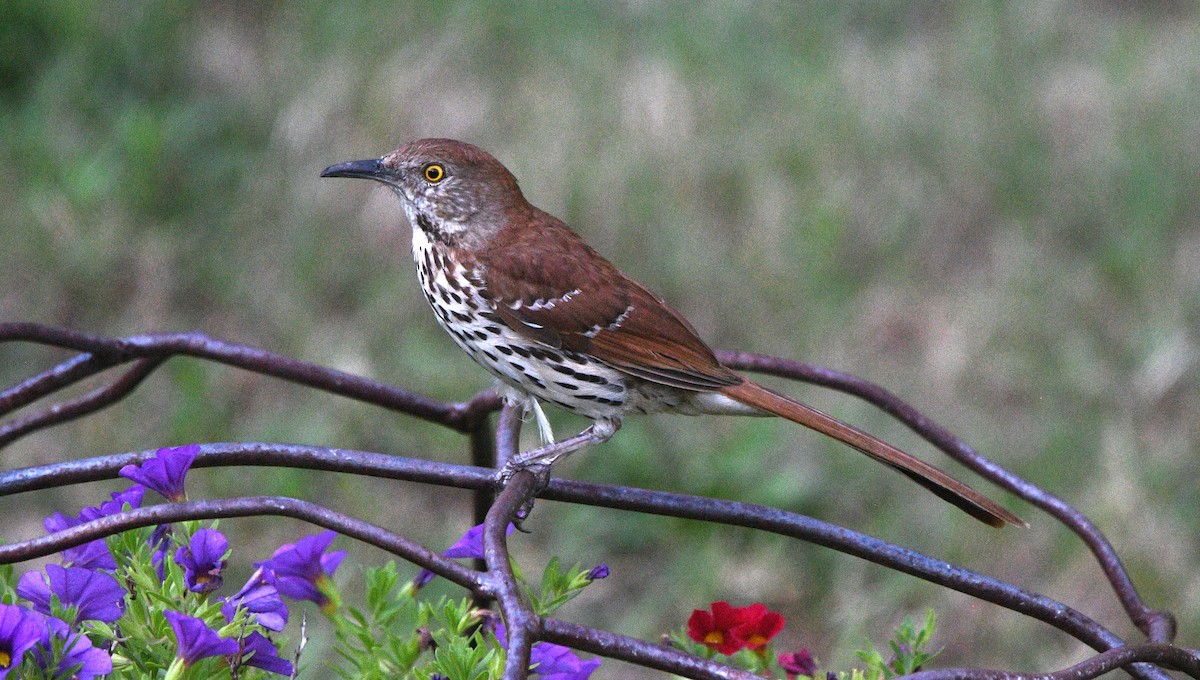 Brown Thrasher - ML638736595