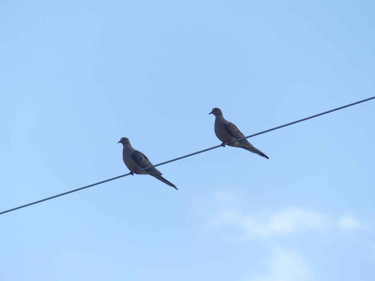 Mourning Dove - ML638736599