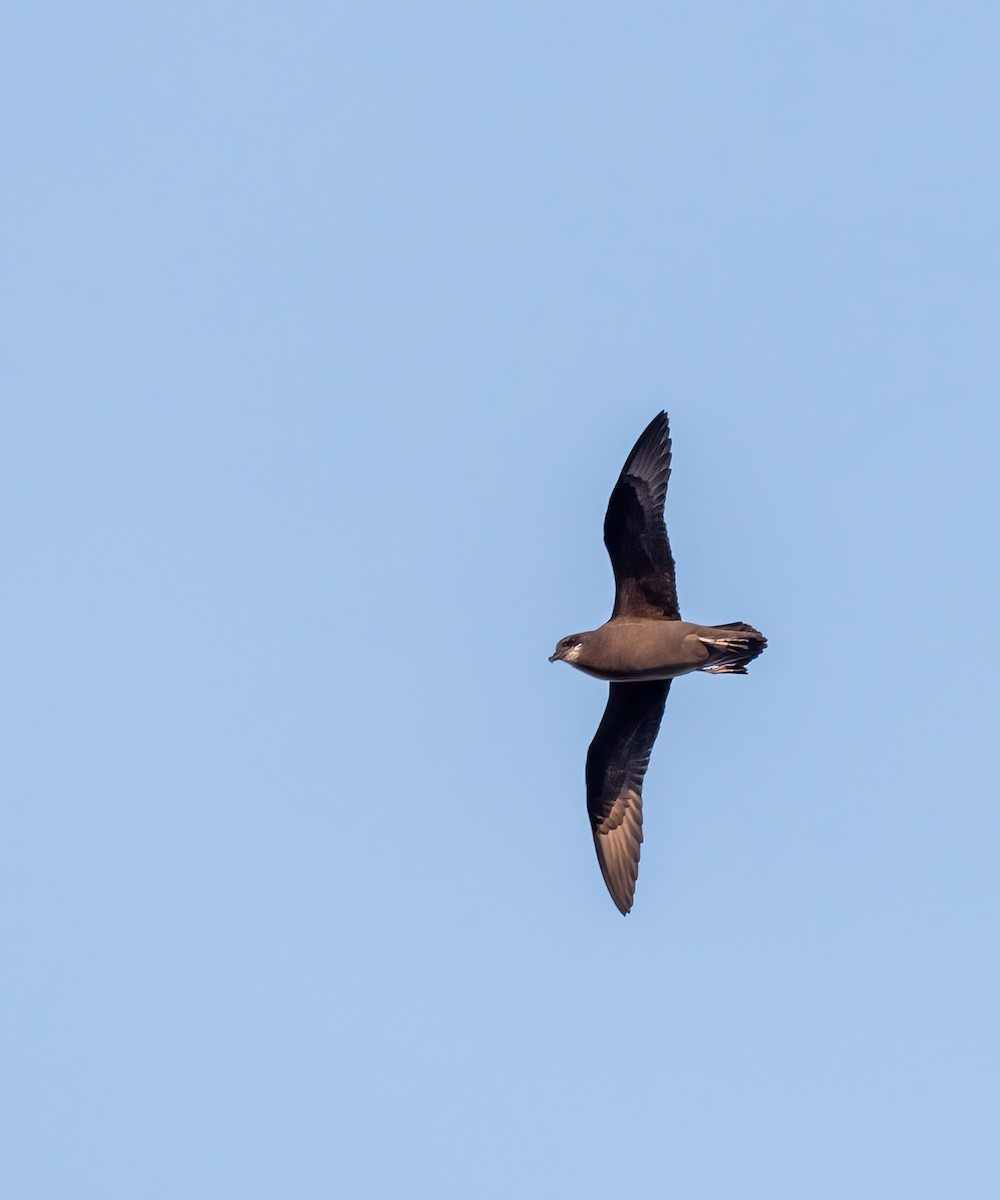 Murphy's Petrel - ML638736613