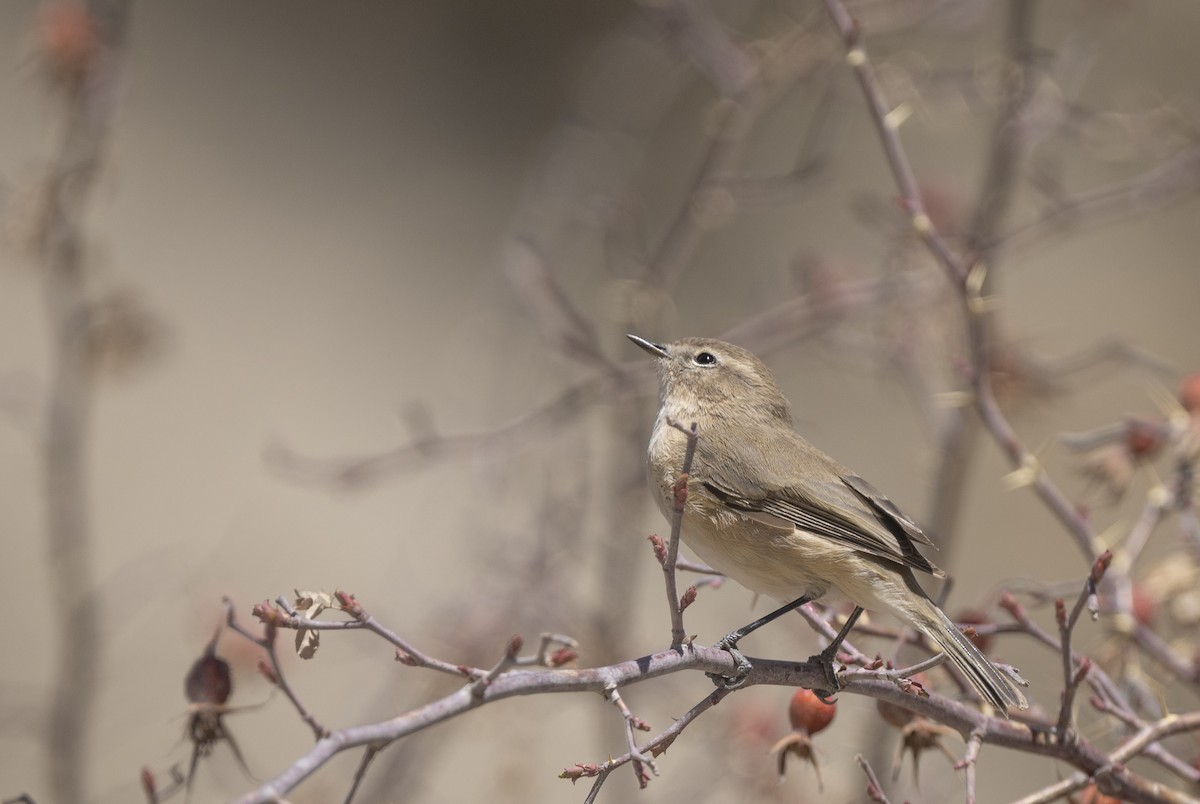 Mountain Chiffchaff - ML638736622