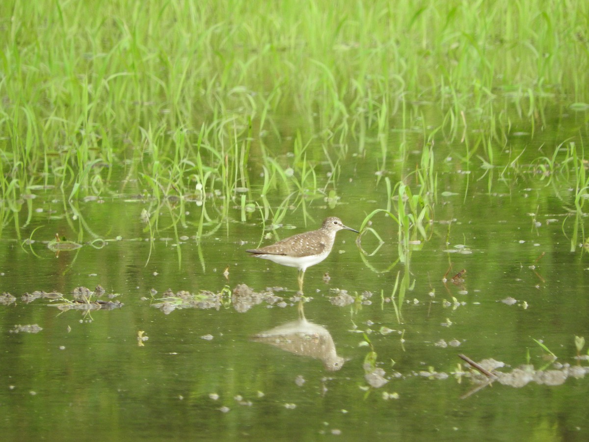 Einsiedelwasserläufer - ML638736634
