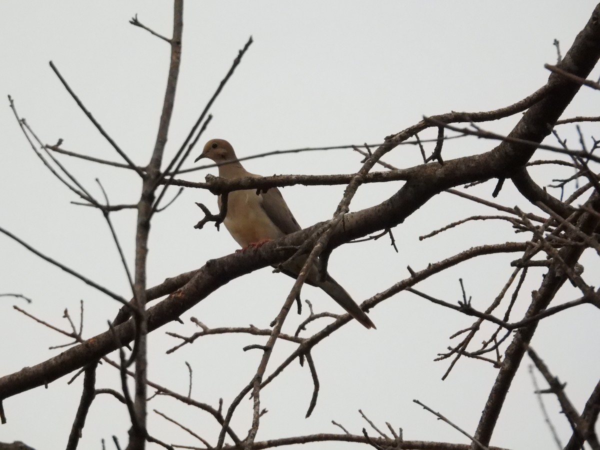 Mourning Dove - ML638736638