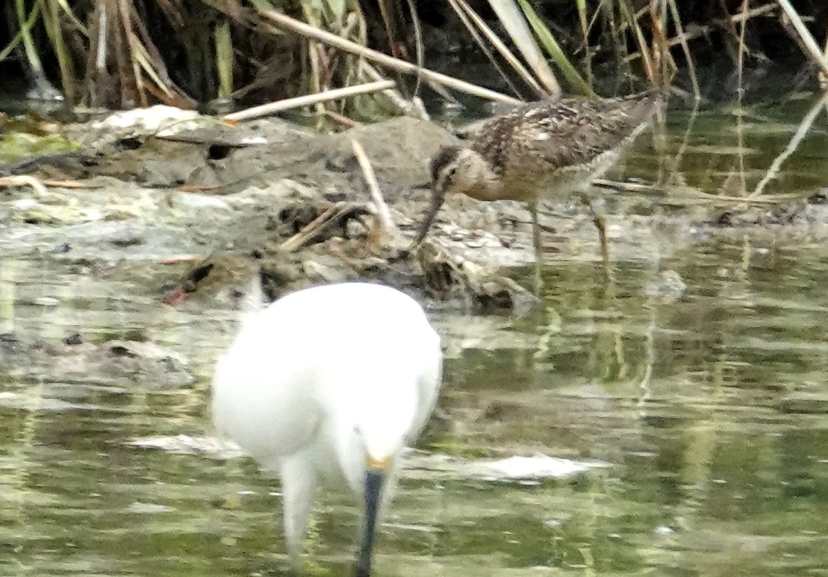 Moorschlammläufer - ML638736658