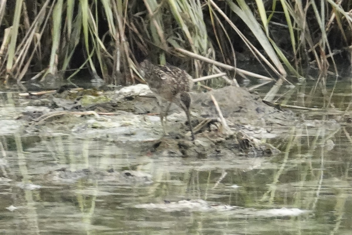 Moorschlammläufer - ML638736660