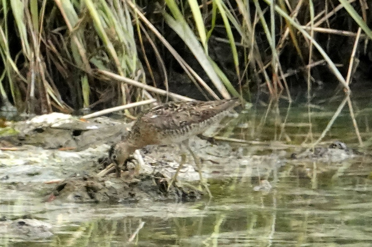 Moorschlammläufer - ML638736661