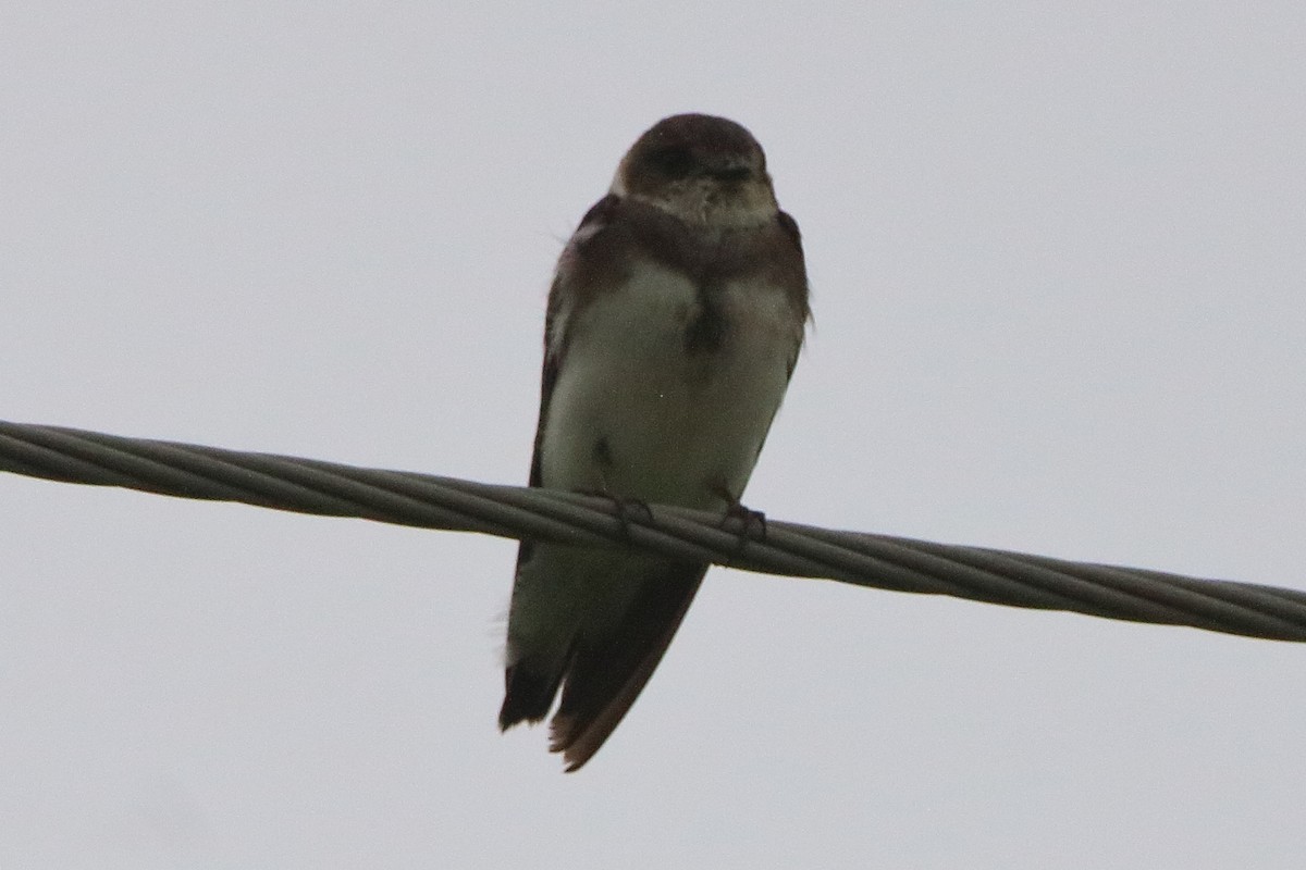 Bank Swallow - ML638736667