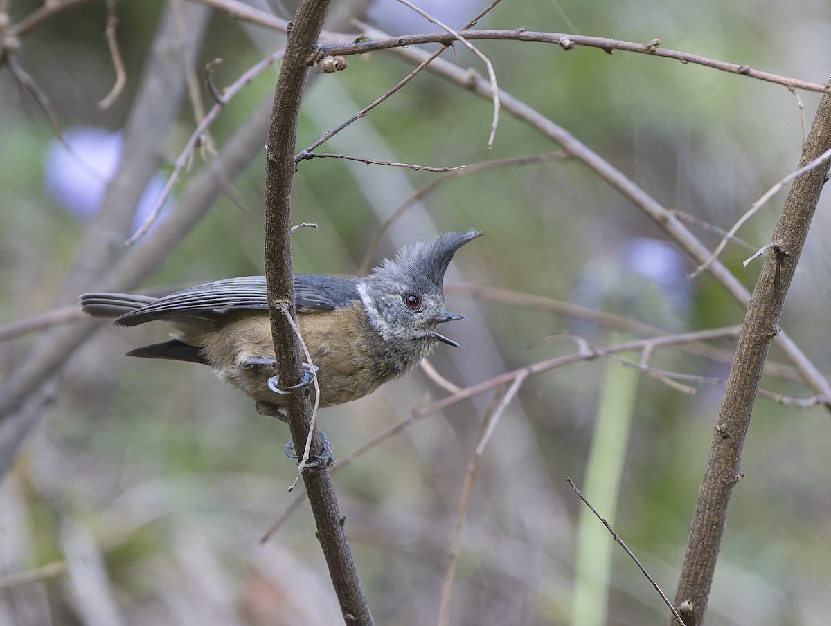 Gray-crested Tit - ML638736679