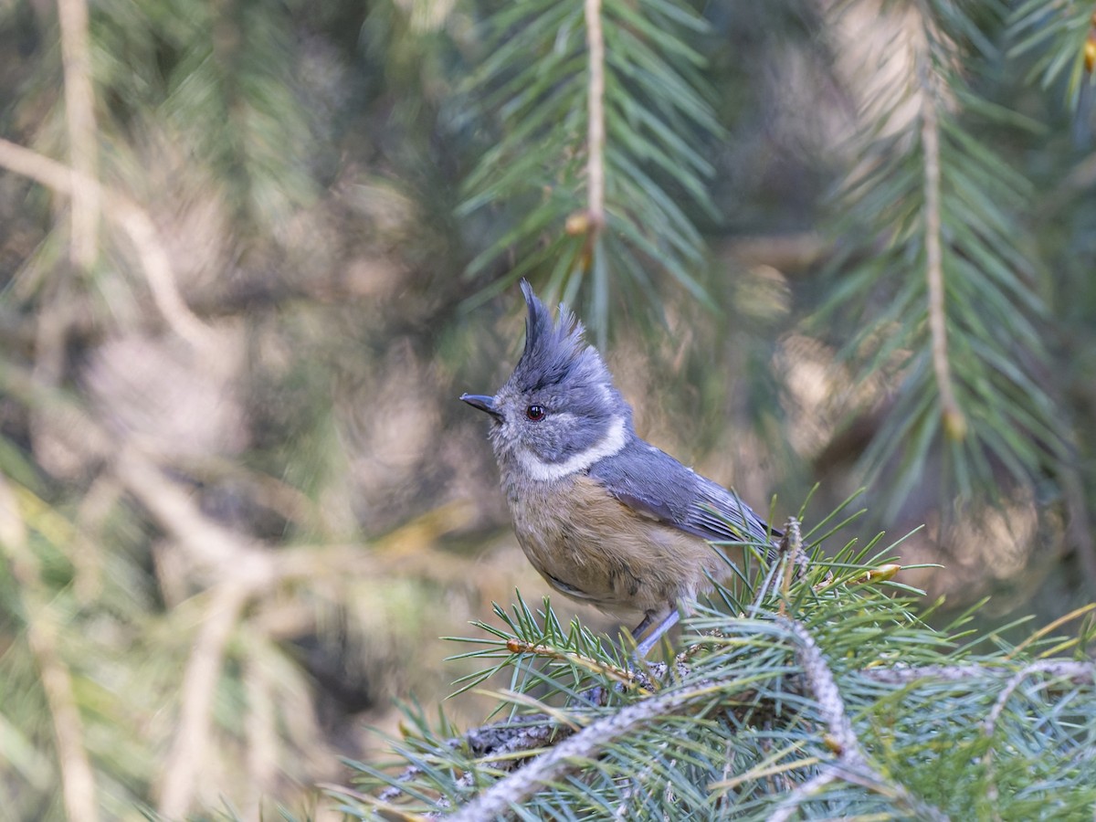 Gray-crested Tit - ML638736680