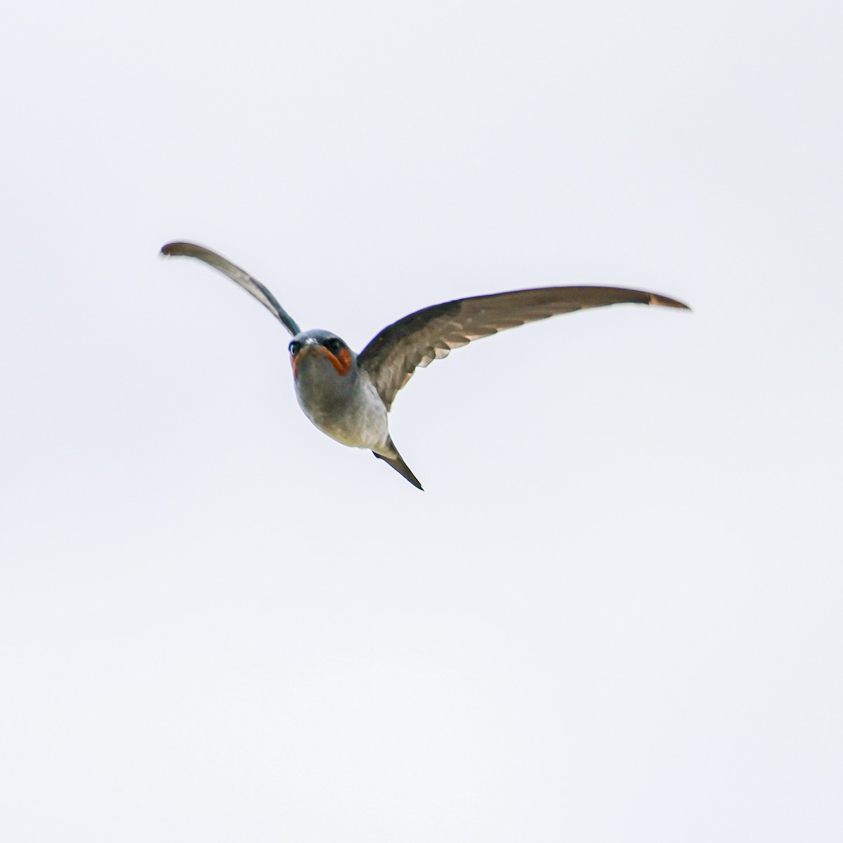 Crested Treeswift - ML638736693