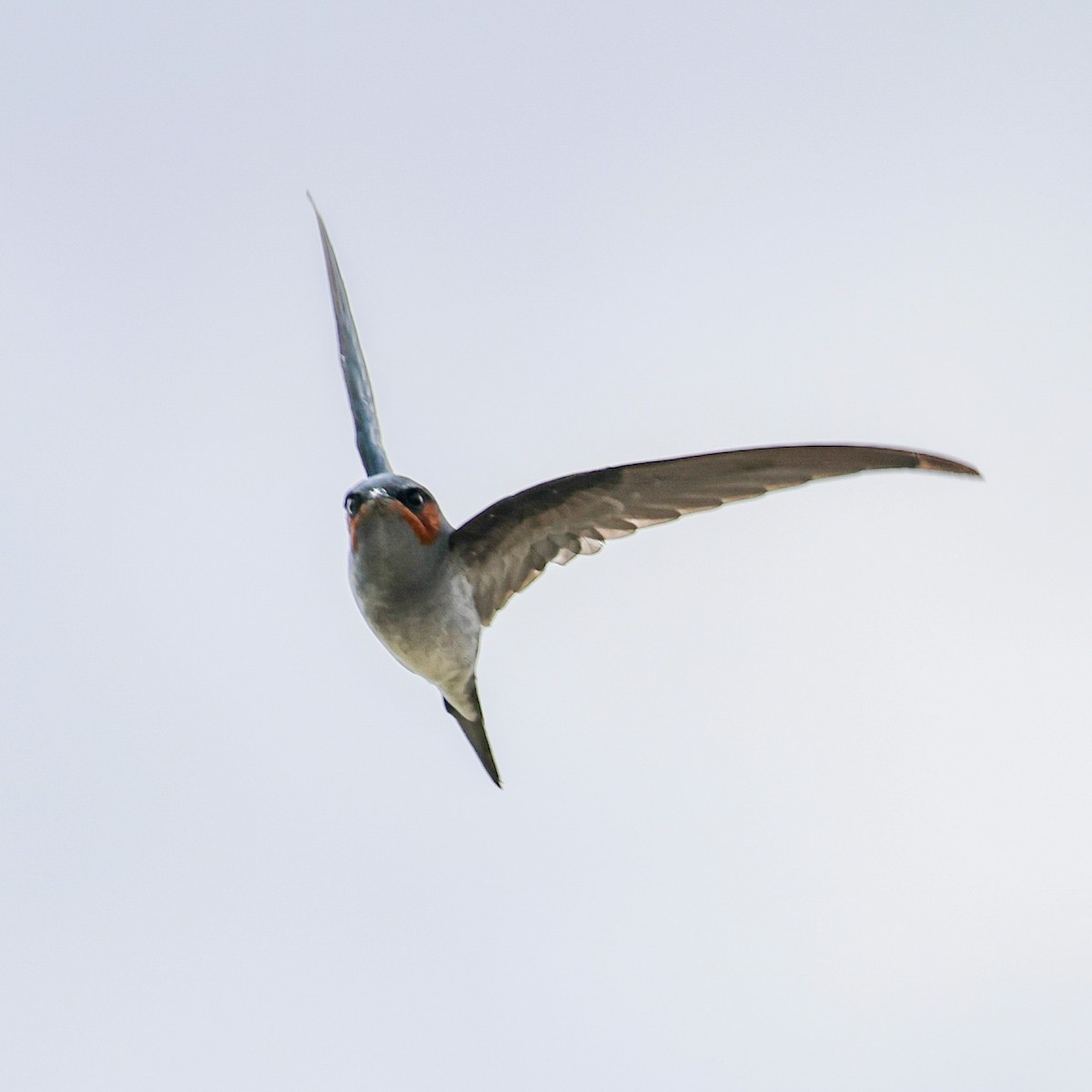 Crested Treeswift - ML638736694