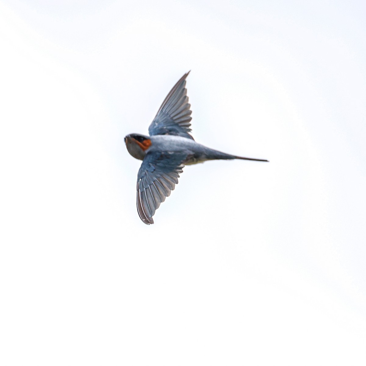 Crested Treeswift - ML638736695