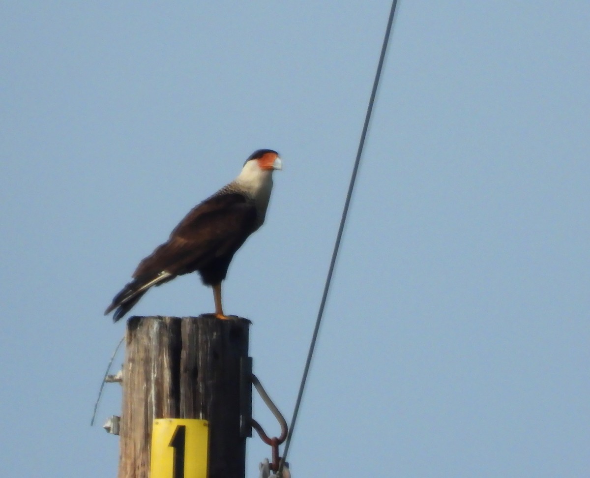 Crested Caracara (Northern) - ML638736696