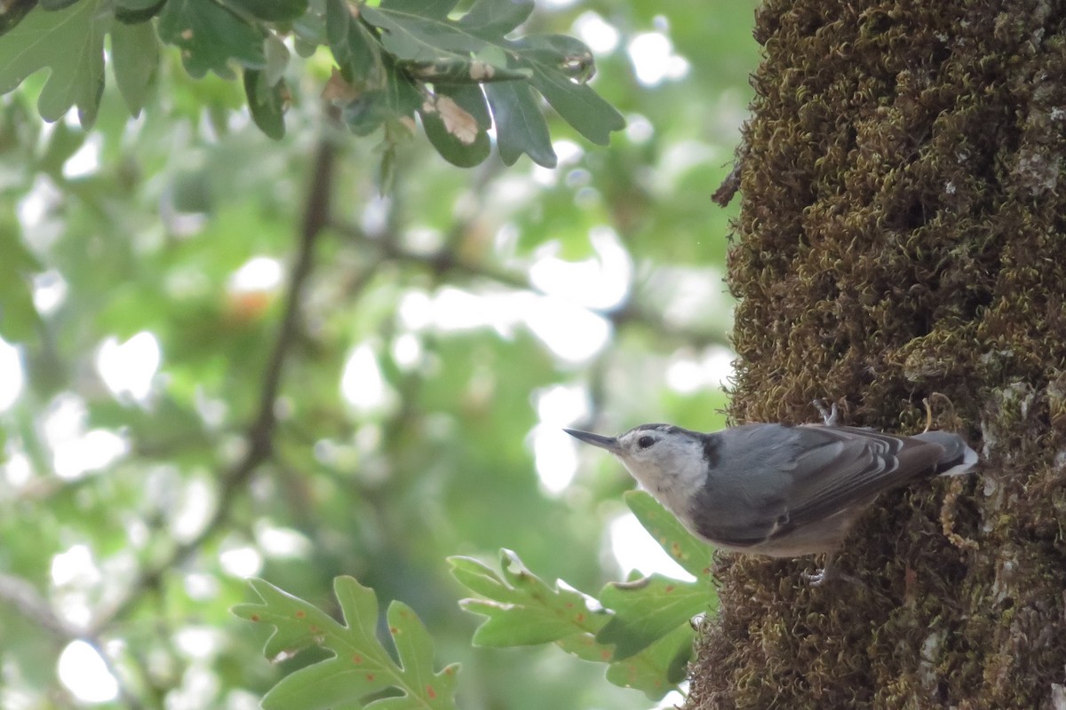 White-breasted Nuthatch - ML638736712