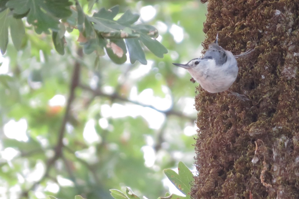White-breasted Nuthatch - ML638736713
