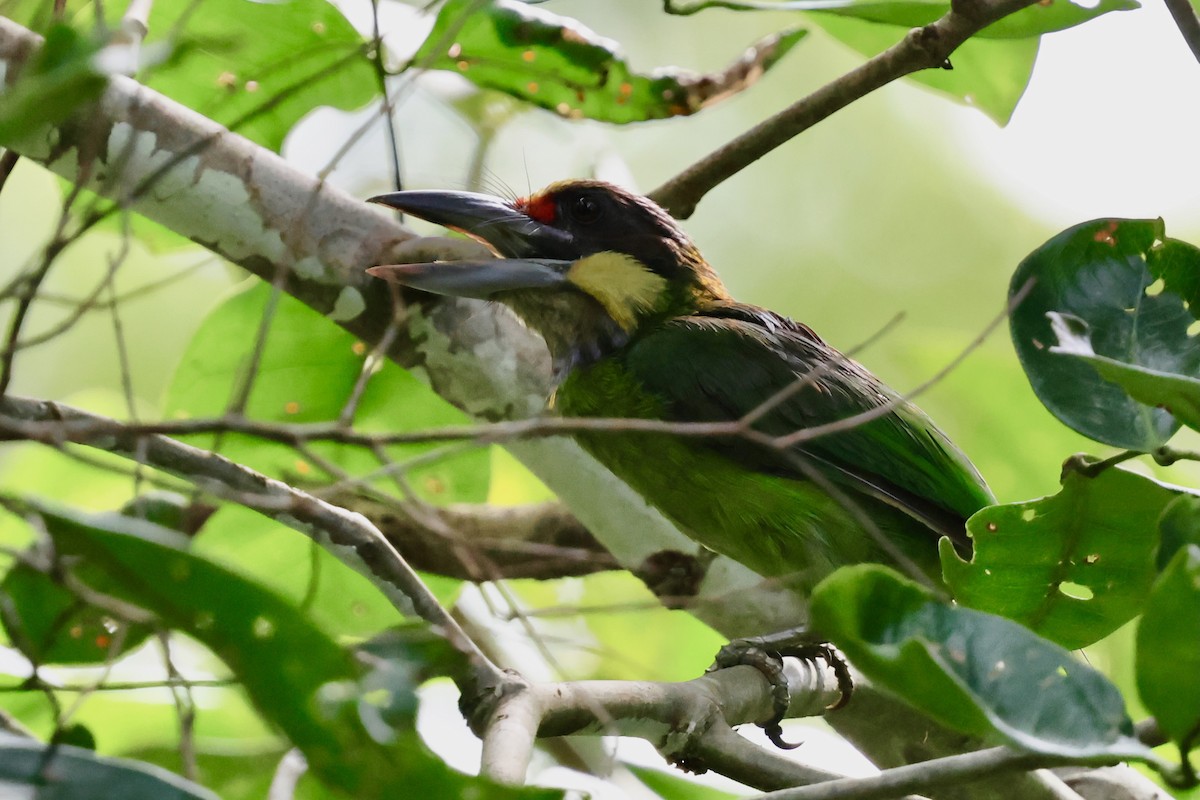 Gold-whiskered Barbet (Gold-faced) - ML638736727